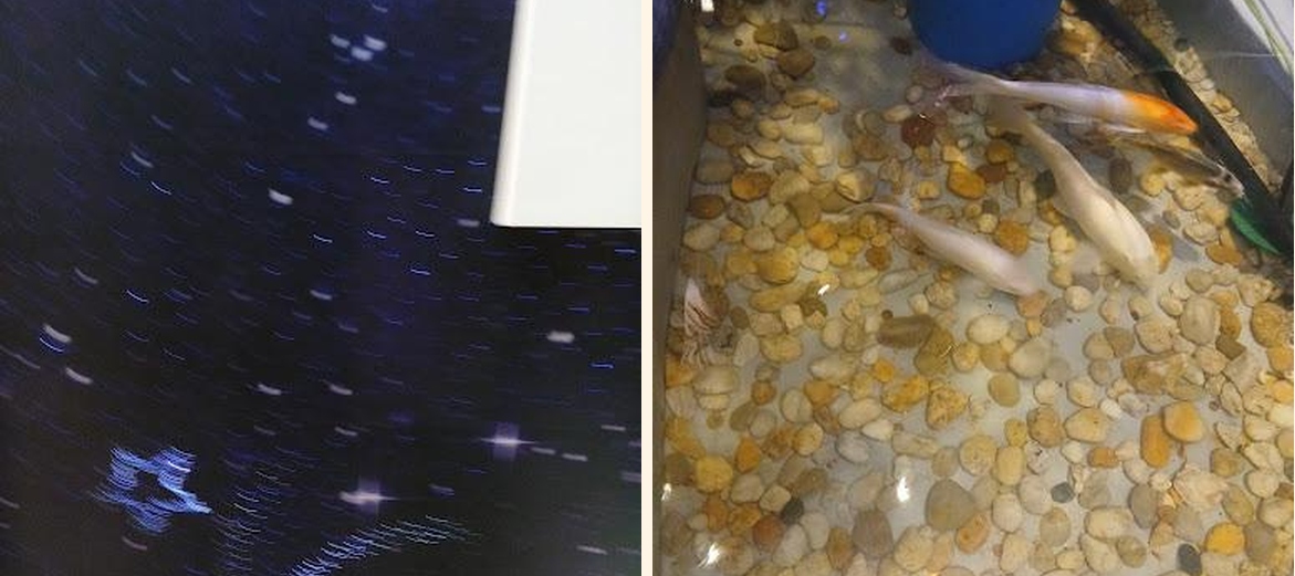 Golden Buffet - Gallery Image 1